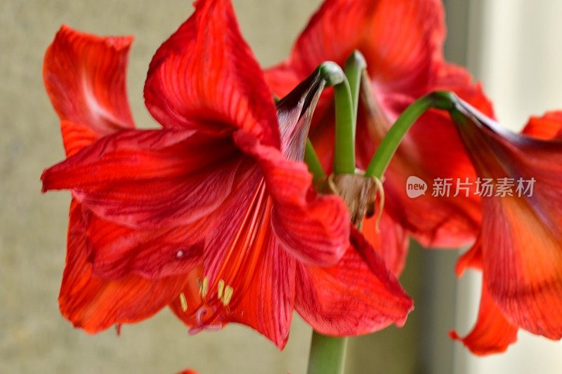 孤挺花/ Hippeastrum